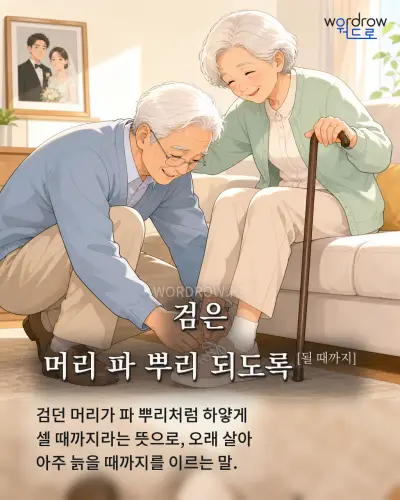 한국어 속담 “검은 머리 파 뿌리 되도록” 1컷 일러스트