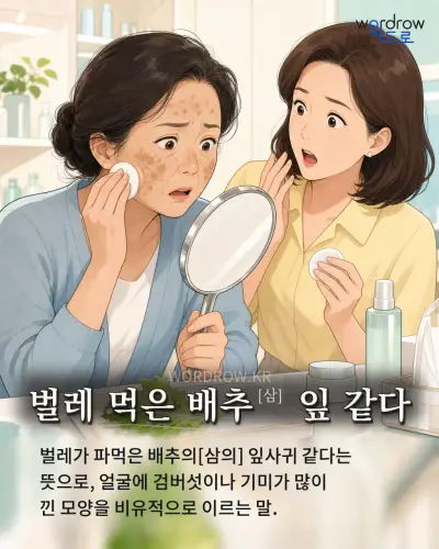 한국어 속담 “벌레 먹은 배추[삼] 잎 같다” 1컷 일러스트