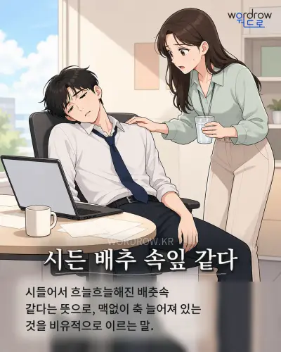한국어 속담 “시든 배추 속잎 같다” 1컷 일러스트