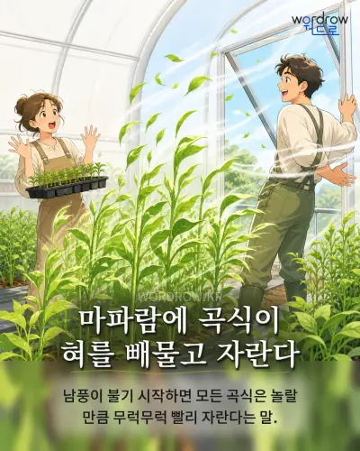 한국어 속담 “마파람에 곡식이 혀를 빼물고 자란다” 1컷 일러스트