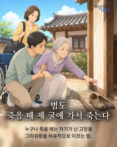 한국어 속담 “범도 죽을 때 제 굴에 가서 죽는다” 1컷 일러스트