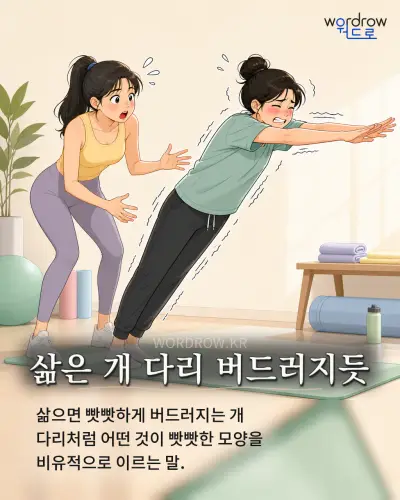 한국어 속담 “삶은 개 다리 버드러지듯” 1컷 일러스트