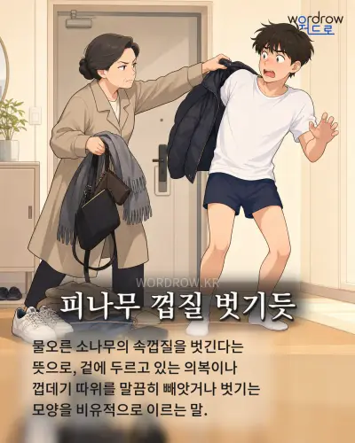 한국어 속담 “피나무 껍질 벗기듯” 1컷 일러스트