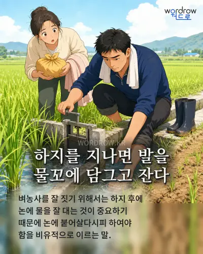 한국어 속담 “하지를 지나면 발을 물꼬에 담그고 잔다” 1컷 일러스트